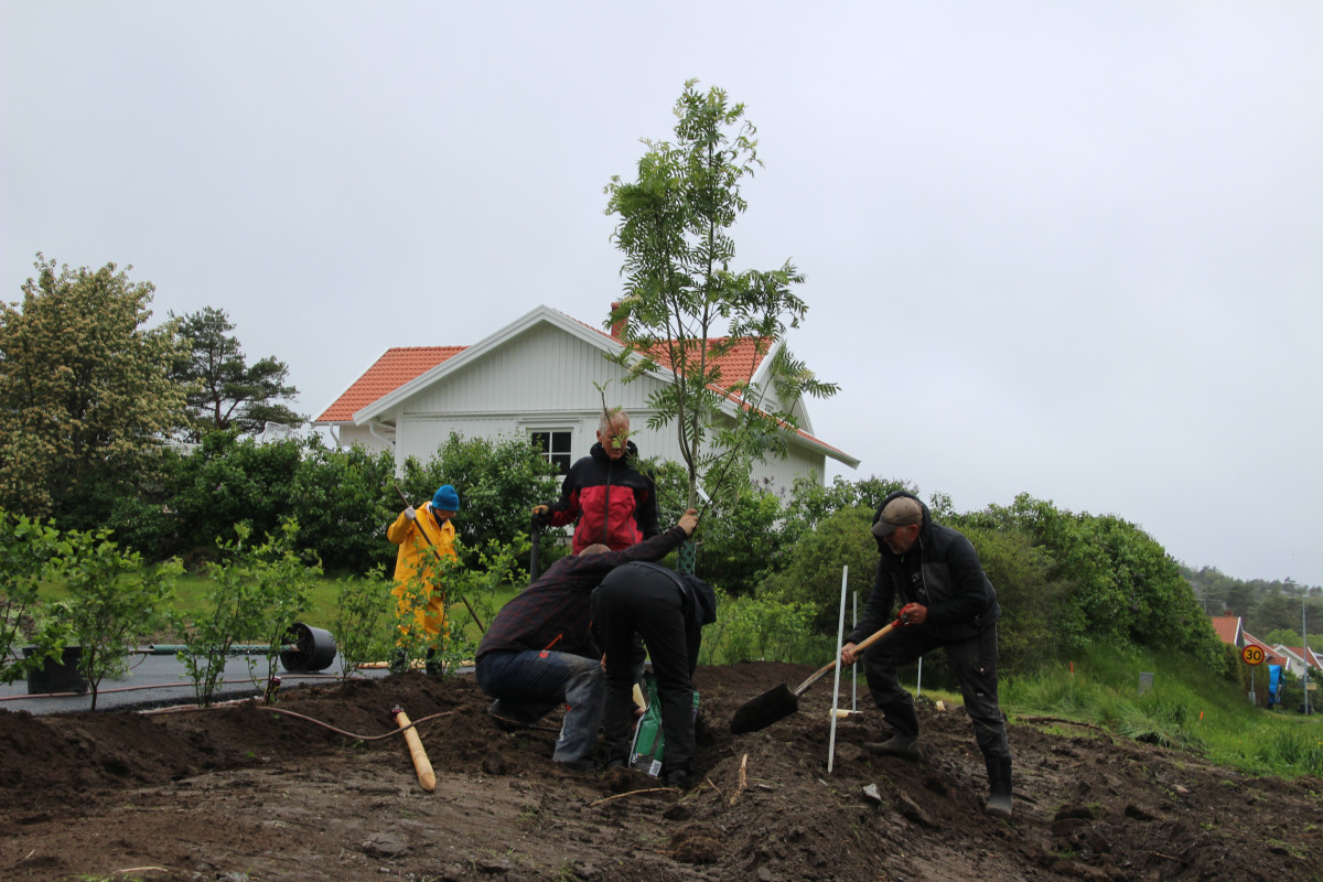 Ullungrönn planteras med gemensamma krafter Foto:Lars Joelsson