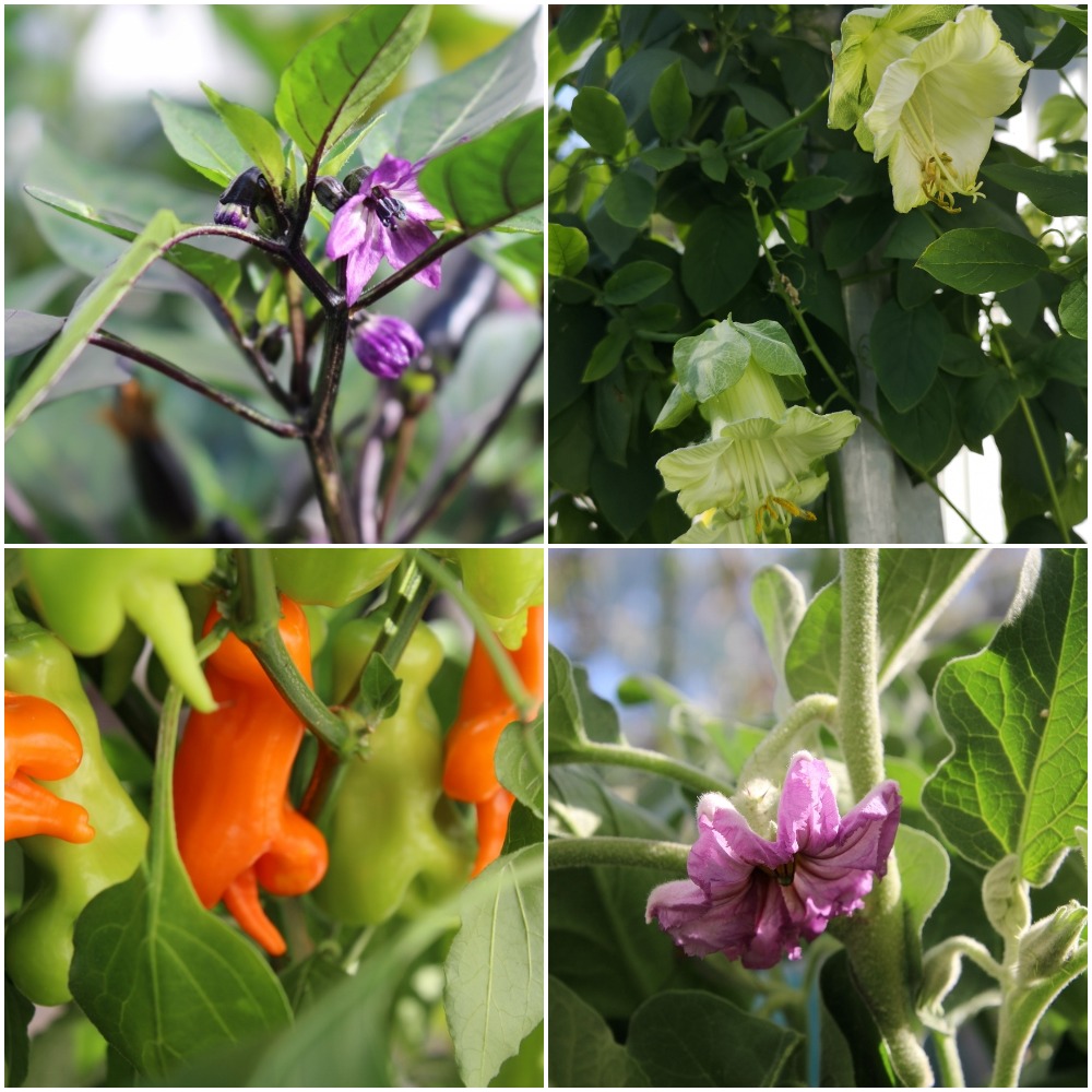Upptill vänster: Chili-blomma "Vampire", höger: Vit klockranka, nertill vänster Chili "Peter", höger Aubergin-blomma. Foto: Anette Lehto